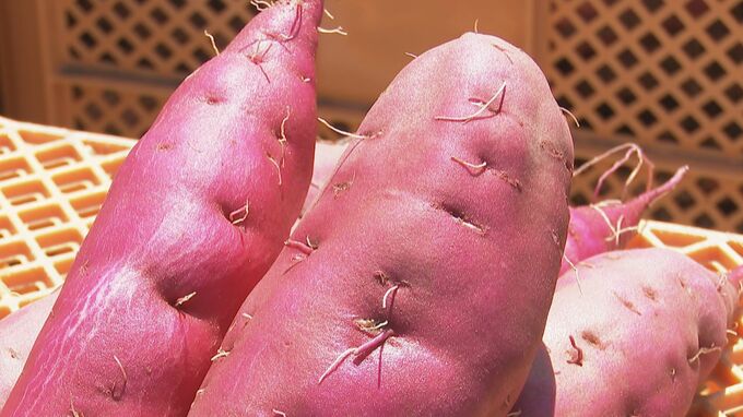 「夏バテしていますが…」加賀野菜のサツマイモ“五郎島金時”初出荷　|　石川県のニュース｜MRO北陸放送