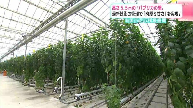 高さ5.5ｍの“パプリカの壁”　高知県南国市で「肉厚パプリカ」収穫最盛期　|　高知のニュース・天気｜KUTV NEWS | KUTVテレビ高知