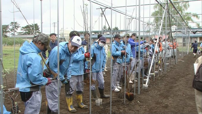 「1000億を超える本県のリンゴ産業を守り・成長させていくきっかけに」後継者不足が進む青森県内のリンゴ生産　栽培の省力化が期待される「高密植栽培」の実践農場が県営農大学校に設置　|　青森のニュース│ATV NEWS│青森テレビ