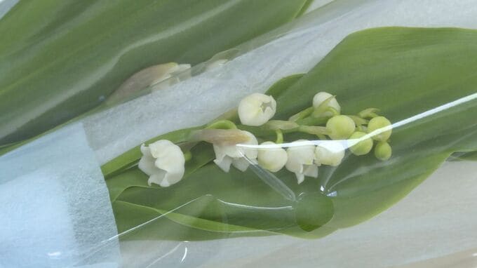 花言葉は「再び幸せが訪れる」　ＡＮＡグループが赤十字病院にスズランを寄贈　|　山口のニュース・天気・防災｜tys NEWS｜ｔｙｓテレビ山口