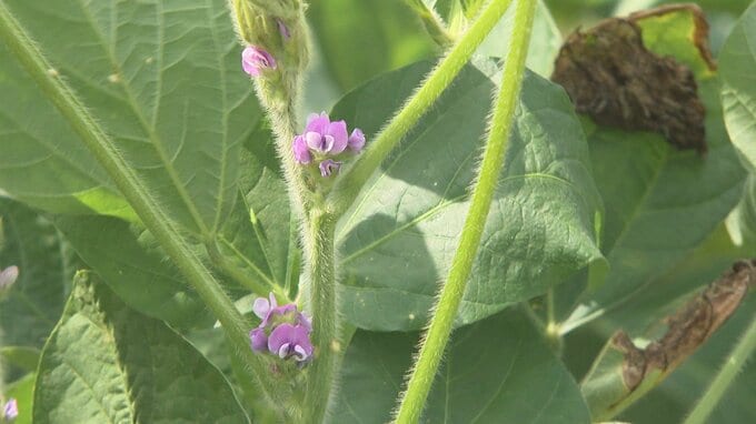 記録的猛暑と雨不足で大豆に深刻な影響　収穫量半減のおそれ|TBS NEWS DIG
