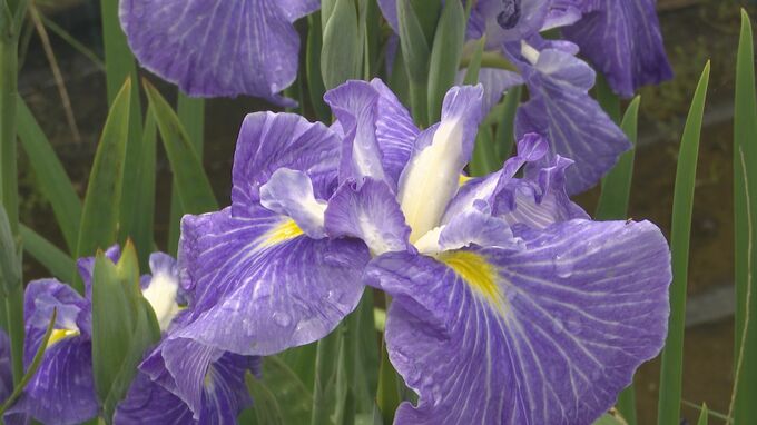 紫・白・ピンク… 色とりどりのハナショウブ 平年より早く石川・小松市の木場潟で見頃に　|　石川県のニュース｜MRO北陸放送