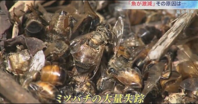 ヒトに影響を与える可能性も？“ネオニコ系農薬”のリスクをどう評価すればいいのか？|TBS NEWS DIG