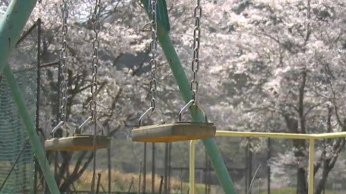 【小さなサクラの物語】廃校にたたずむサクラ　送り出した子どもたちの成長を喜ぶように今年も【岡山】|TBS NEWS DIG