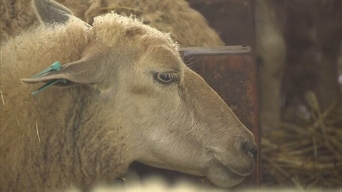 感染症？ヒツジやヤギの“口の皮ただれる”“歯茎から出血”症状相次ぐ…放牧を中止　神戸・六甲山牧場　担当者「病名は見当がつかない」|TBS NEWS DIG
