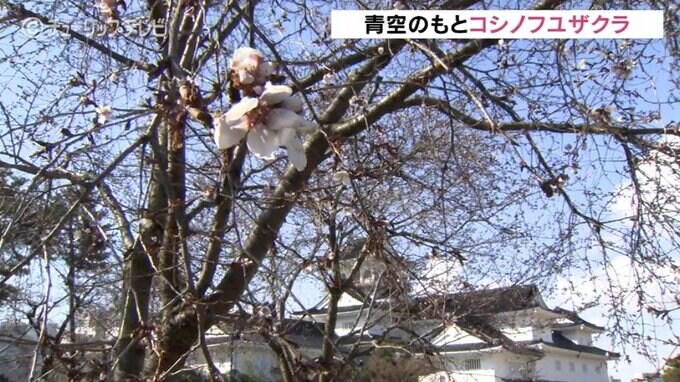 青空のもとコシノヒガンザクラ　日中は穏やかな陽気に　富山で１１℃予想　|　富山のニュース｜天気・防災｜チューリップテレビ