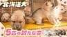 残る唯一の系統《北海道犬》5匹の子犬誕生　年間繁殖数は約7000匹⇒100匹　飼育を続けて半世紀…血統を守ろうと奮闘する80歳男性　　|　北海道のニュース｜HBC北海道放送