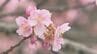 「やっぱり春だな」早咲きの河津桜咲き始める　24日は3月下旬から4月上旬並み陽気に　福島　|　福島のニュース│TUF
