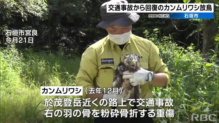 交通事故のカンムリワシが回復し放鳥 ことし10件の事故発生 運転に注意をー Rbc News トップページ Rbc 琉球放送