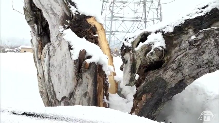 幹が真っ二つに折れた木も まさに“災害級”の大雪 リンゴ園にも雪の被害