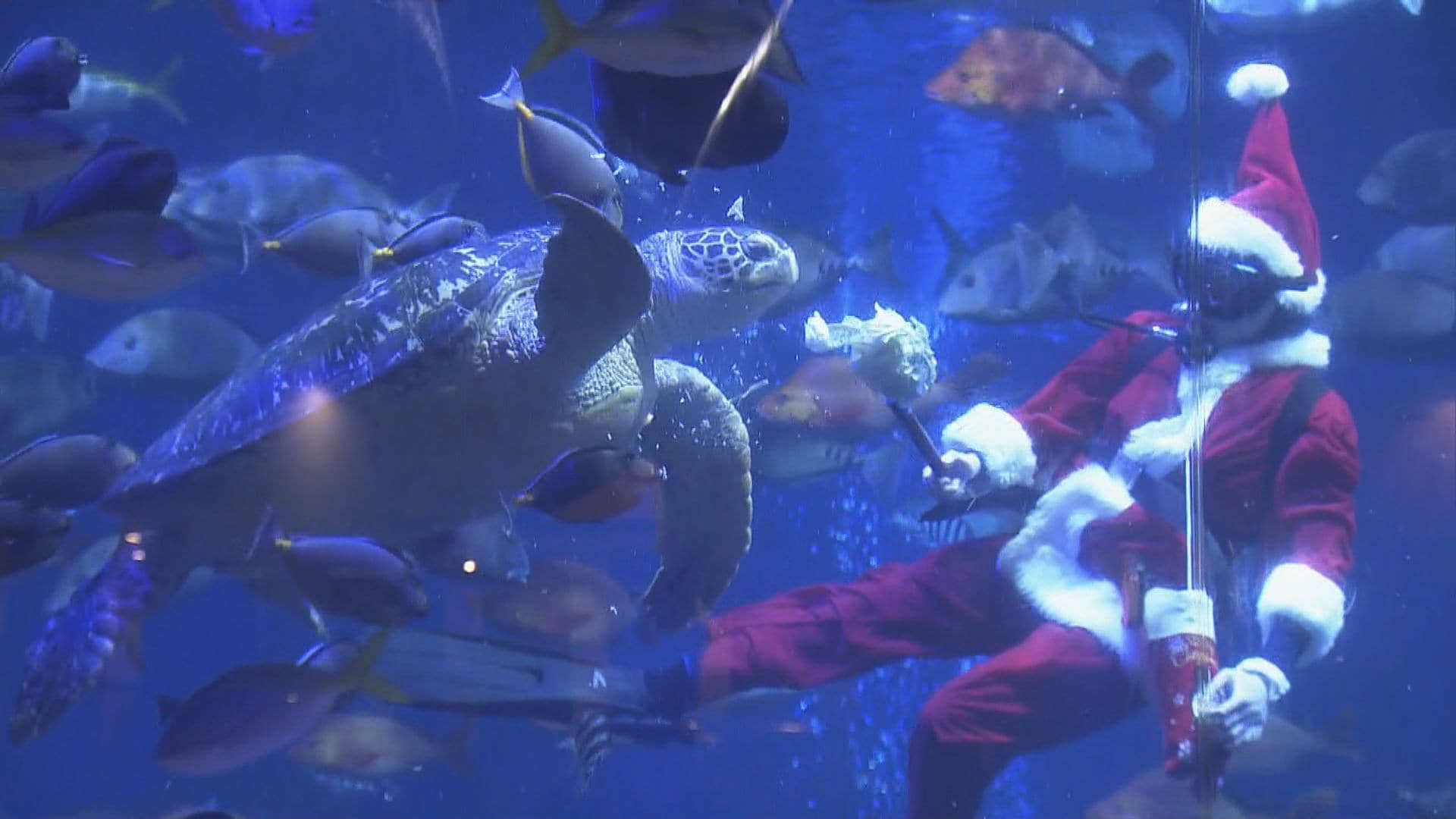 サンタ姿のダイバーが魚やウミガメにプレゼント！ ｢クリスマス気分