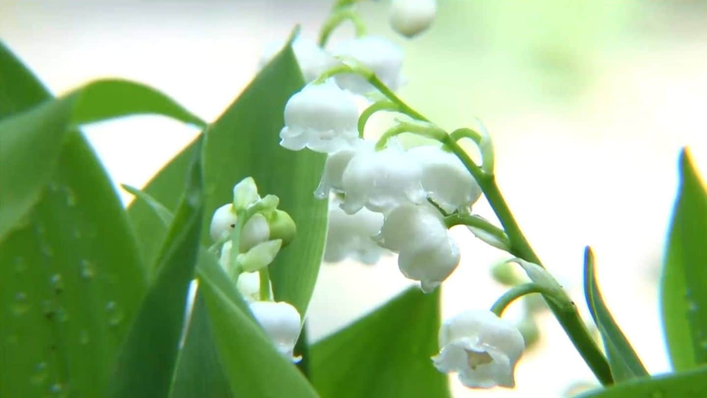 すずらんページ img_69a596ac101463aea95802bc9a