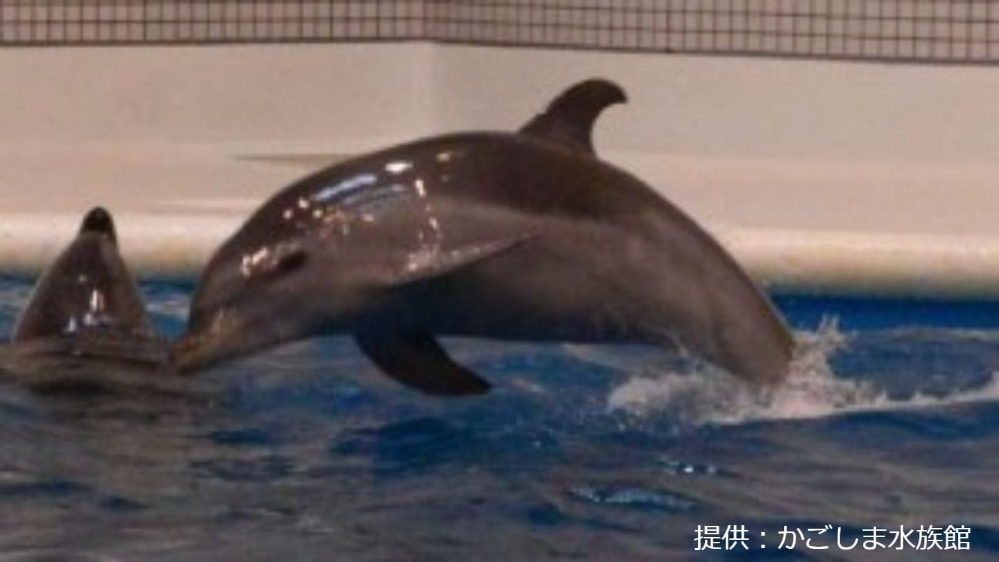 かごしま水族館のイルカ「ラスキー」死ぬ 3月から体調悪化「たくさんの