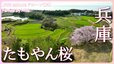 淡路島のたもやん桜　兵庫県淡路市【JNN sakuraドローンDIG 2023】|TBS NEWS DIG