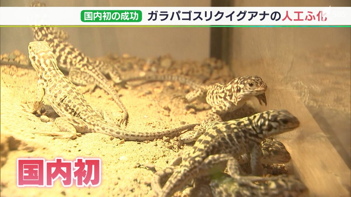 貴重なイグアナの成長を見てもらえるのは非常に嬉しい」国内初