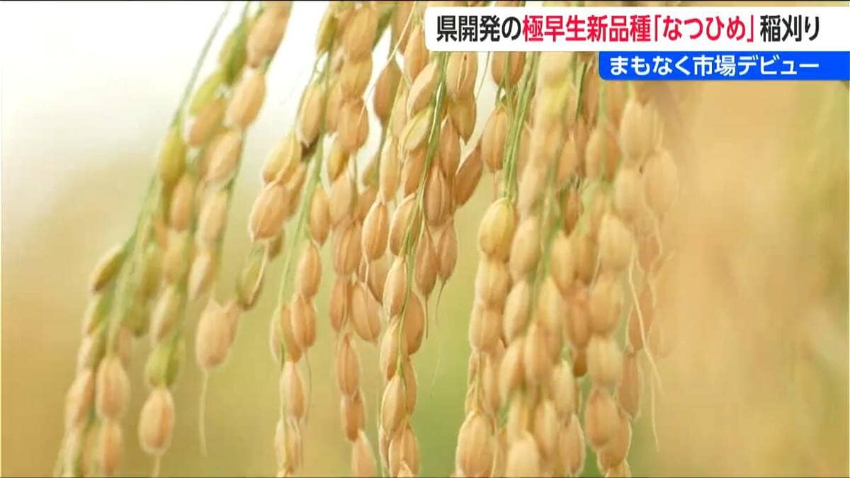 サムネイル_極早生『葉月みのり』 初検査で全量1等米  5キロ2980円予定で22日販売　極早生新品種『なつひめ』はまもなく市場デビュー 新潟