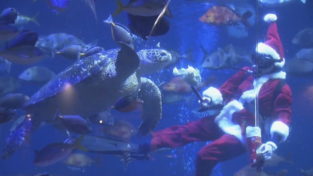 サンタ姿のダイバーが魚やウミガメにプレゼント！ ｢クリスマス気分味わえた｣ 三重･鳥羽水族館