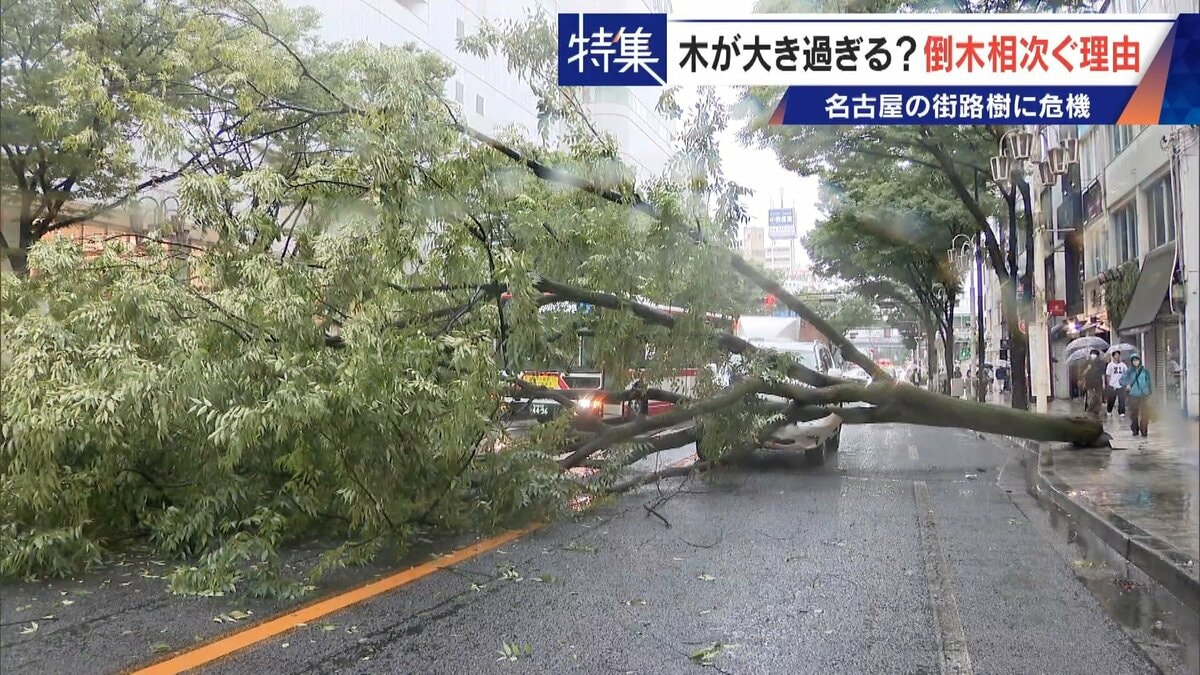 名古屋で相次ぐ倒木 都会の“狭い土”が寿命を削っていた “白い街”払拭のため…昭和40年代以降急増した街路樹