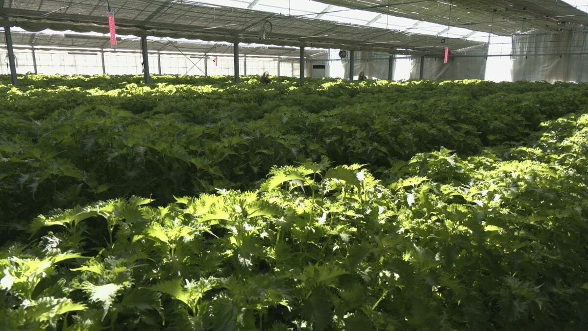 イラン情勢 東海地方への影響は？｢燃料代の値上げは死活問題｣ どうなる原油価格 愛知･豊川市