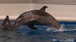 かごしま水族館のイルカ「ラスキー」死ぬ 3月から体調悪化「たくさんの人楽しませてくれた」 鹿児島|TBS NEWS DIG