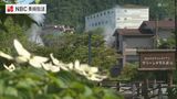 梅雨の時期に咲く花 初夏の雲仙を白く染める ”ヤマボウシ” 見ごろを迎える | 長崎のニュース | 天気 | NBC長崎放送