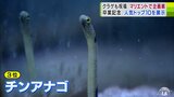 「卒業おめでとう展」小中学校の卒業生に聞いたアンケート結果をもとに人気の生き物を展示 3位は「チンアナゴ」、2位は「クリオネ」、1位は… 青森県八戸市「水産科学館マリエント」 | 青森のニュース│ATV NEWS│青森テレビ