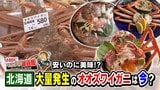 大量発生で“厄介者”だったオオズワイガニ、今は浜の「救世主」に…大きく成長し人気急上昇“カニ王国”鳥取県の料亭でも「皆さん飛びつく」|TBS NEWS DIG