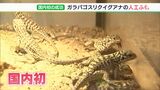 「貴重なイグアナの成長を見てもらえるのは非常に嬉しい」国内初・ガラパゴス リクイグアナの人工ふ化成功繁殖の確立に期待＝静岡・河津町|TBS NEWS DIG