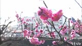 愛媛県内真冬の冷え込み 松山市では春を告げるウメの花も…|TBS NEWS DIG