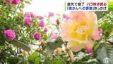 青森県おいらせ町の約1000平方メートルの“個人宅”の庭で約300種・350株の『バラ』が見頃に　訪れた人も「個人でやっているとは思えないクオリティ」　|　青森のニュース│ATV NEWS│青森テレビ
