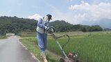 「こんなに暑いのはない」 猛暑は稲の生育には歓迎でも“胴割れ”のおそれ 米農家は暑さとカメムシ対策に追われる 北杜市 | 山梨のニュース | UTYテレビ山梨