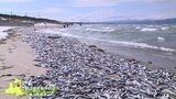 砂浜に続く漂着イワシの帯！過去には腐敗臭で海水浴場オープンできず　水温低下で仮死状態に！？|TBS NEWS DIG
