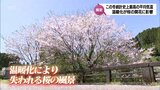 「今年は、残念ながら花の数が少なくて、寂しい感じ」満開にならない桜 その原因は? | MRTニュース | MRT宮崎放送