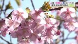 “海とサクラとメジロ” 天草に春の息吹　早咲きのサクラ『河津桜』が見ごろ　熊本　|　熊本のニュース｜RKK NEWS｜RKK熊本放送