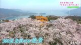 令和のサクラ2023 瀬戸内の多島美とのコラボレーション 愛媛県今治市・開山公園 | 愛媛のニュース - Nスタえひめ|あいテレビは6チャンネル