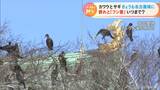 堀川にボラが大量発生…それを目当てに名古屋城にはカワウ、カワウ、カワウでフン害深刻…このままでは集団繁殖地に | 名古屋・愛知・岐阜・三重のニュース【CBC news】 | CBC web