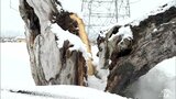 幹が真っ二つに折れた木も まさに“災害級”の大雪 リンゴ園にも雪の被害 湿って重たくなった雪がべったり張り付き… 農家も頭抱える 青森県 | 青森のニュース│ATV NEWS│青森テレビ