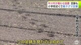 【詳報】“親子グマ”目撃され「箱わな」設置の平川市 10日ほど前には小学校近くの畑にクマとみられる足跡が… 畑仕事をする住民「怖くて畑にいられない」 市は40基以上の「箱わな」設置などで警戒強める | 青森のニュース│ATV NEWS│青森テレビ