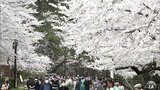「いままでの活気が戻ってきた」見頃のピークはまもなく！　桜の名所・弘前公園は19日にも満開の見込み！！　　|　青森のニュース│ATV NEWS│青森テレビ