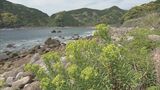 海沿い一面黄色の花 「岩大戟(イワタイゲキ)」が見頃 三重県の準絶滅危惧種 熊野市 | 名古屋・愛知・岐阜・三重のニュース【CBC news】 | CBC web