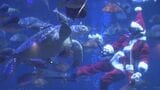 サンタ姿のダイバーが魚やウミガメにプレゼント！ ｢クリスマス気分味わえた｣ 三重･鳥羽水族館|TBS NEWS DIG