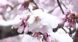 肌寒い新年度スタート 松本では市街地でも4月の雪 予想最高気温は長野9度、松本7度、飯田13度など|TBS NEWS DIG