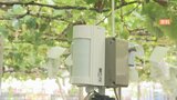 収穫を控えたモモなど相次いで盗難被害 防犯機器設置やパトロールの費用補助へ 山梨県が緊急対策|TBS NEWS DIG