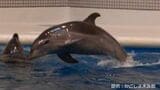 かごしま水族館のイルカ「ラスキー」死ぬ　3月から体調悪化「たくさんの人楽しませてくれた」　鹿児島　|　鹿児島のニュース｜MBC NEWS｜南日本放送