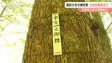 諏訪大社上社の御柱祭へ仮見立て 本宮と前宮の計8本の候補を決定 伊那市高遠町の私有林に木遣りが響く 初めて私有林から切り出しへ 長野 | SBC NEWS | 長野のニュース | SBC信越放送