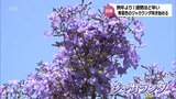 世界三大花木・ジャカランダ 日南市で例年より早く咲き始める 見ごろは6月中旬まで | MRTニュース | MRT宮崎放送