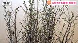 山形市で生産された啓翁桜をアピール! 歓送迎会や卒業式などで高まる需要 | 山形のニュース│TUYテレビユー山形