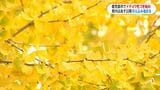 市街地でもイチョウ色づき始め… あす18日から冷え込みに注意 | 鹿児島のニュース|MBC NEWS|南日本放送