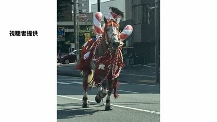 飾り馬が逃げ出し公道を疾走 乗用車と接触 けが人は現時点で情報なし