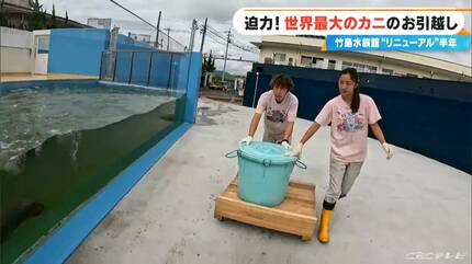 竹島水族館 リニューアルから半年…どうなった？タカアシガニの